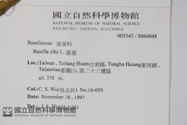 落葵藏品圖，第2張