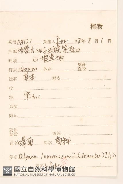 蝟菊藏品圖，第2張