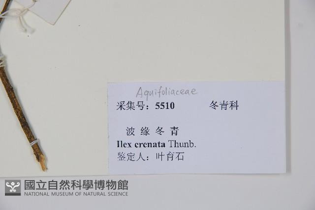 假黃楊藏品圖，第2張