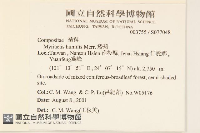 矮菊藏品圖，第2張