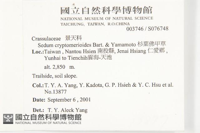 杉葉佛甲草藏品圖，第5張