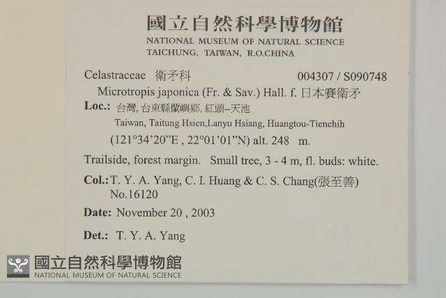 日本賽衛矛、日本假衛矛藏品圖，第2張