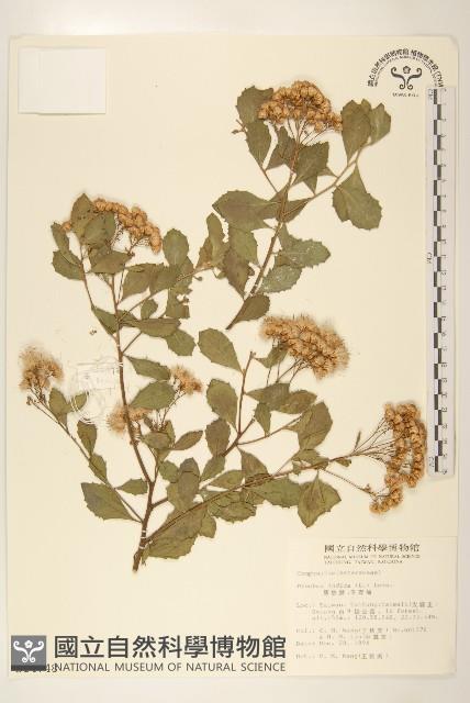 鯽魚膽、闊苞菊藏品圖，第1張