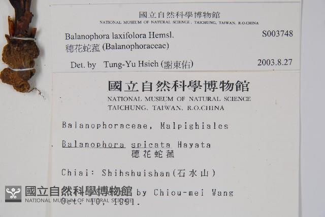 穗花蛇菰藏品圖，第2張