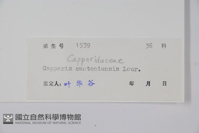 廣州山柑藏品圖，第2張