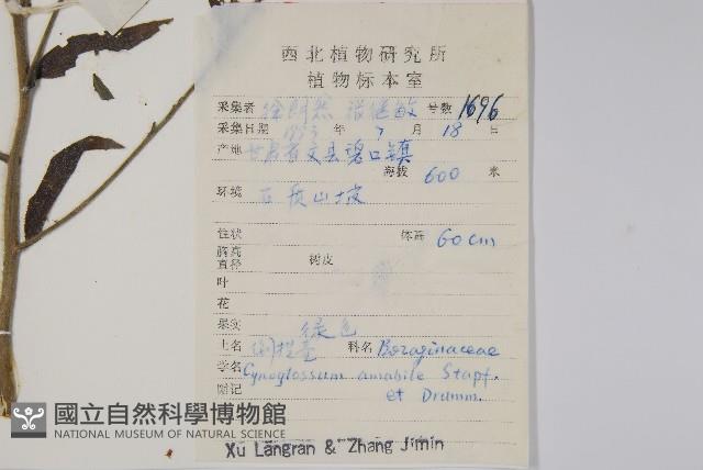 中國勿忘草藏品圖，第2張