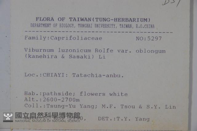 長橢圓葉莢迷藏品圖，第2張