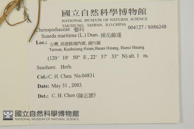 裸花鹼蓬藏品圖，第2張