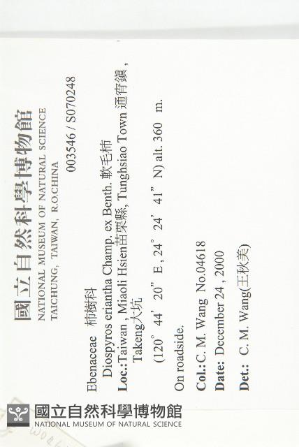 軟毛柿藏品圖，第2張