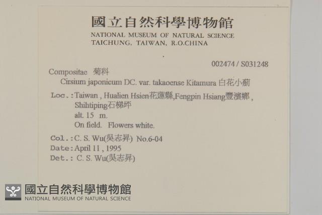 白花小薊藏品圖，第2張