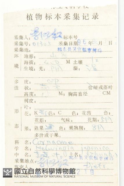 青莢葉藏品圖，第2張