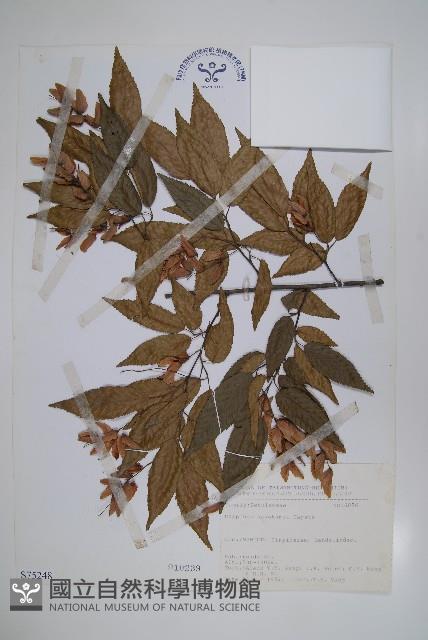 阿里山千金榆藏品圖，第1張