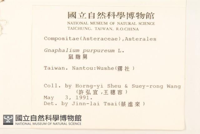 鼠麴舅藏品圖，第2張