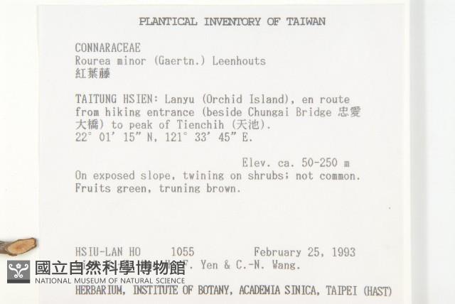 紅葉藤藏品圖，第2張