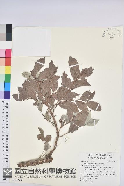 細葉饅頭果藏品圖，第1張