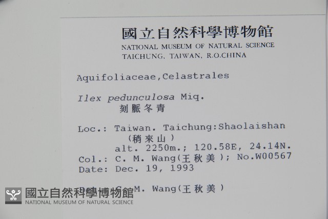 刻脈冬青藏品圖，第2張