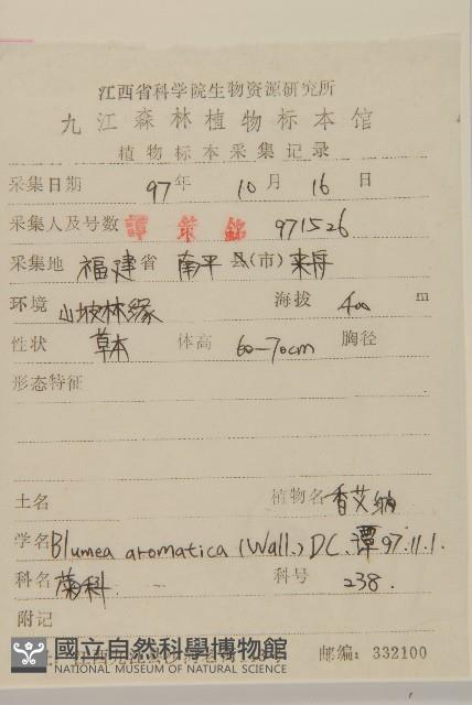 薄葉艾納香藏品圖，第2張