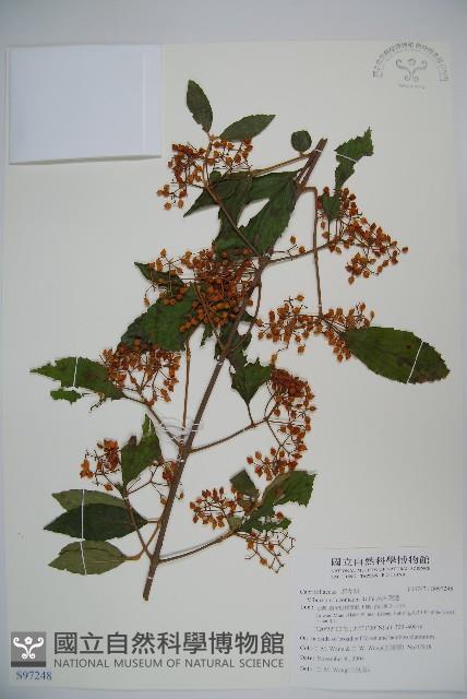 呂宋莢迷藏品圖，第1張