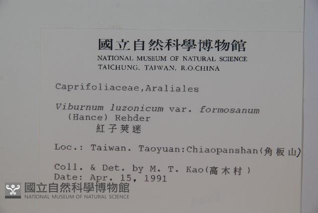 紅子莢迷藏品圖，第2張