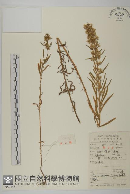 加拿大蓬藏品圖，第1張