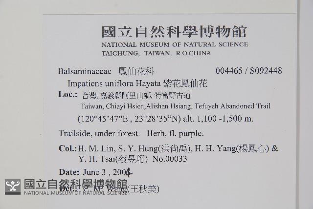 紫花鳳仙花藏品圖，第2張