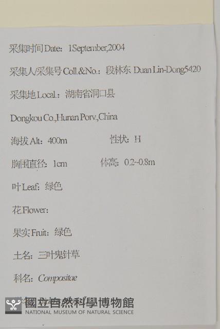 白花鬼針藏品圖，第2張