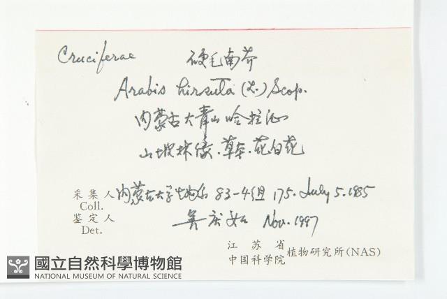 硬毛南芥藏品圖，第2張