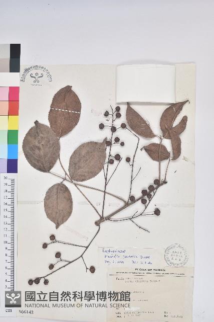 茄苳、重陽木藏品圖，第1張