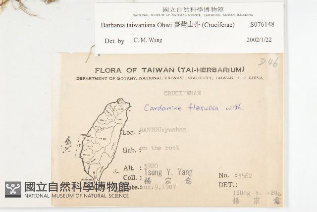 臺灣山芥菜藏品圖，第2張