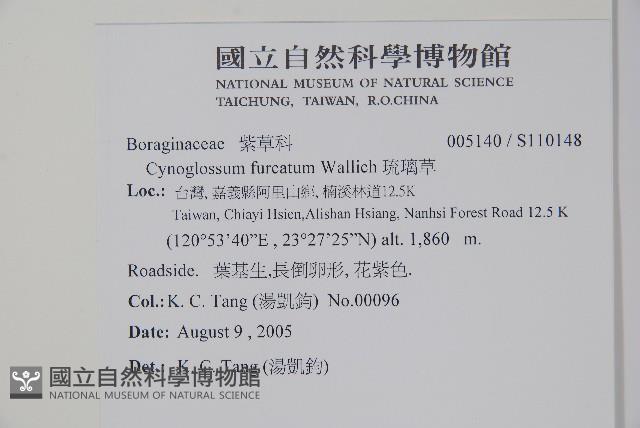 琉璃草藏品圖，第2張