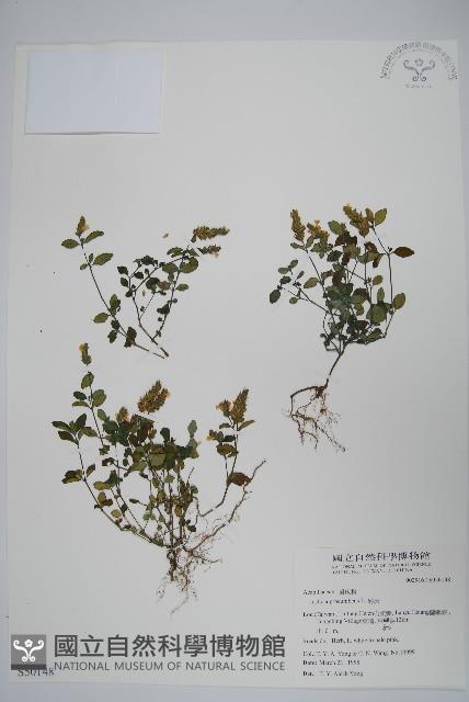 爵床藏品圖，第1張