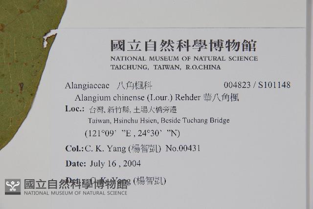 華八角楓藏品圖，第2張