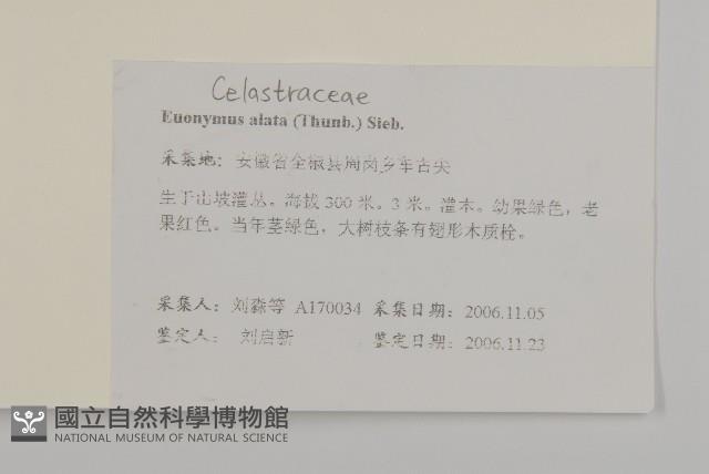 衛矛、錦木藏品圖，第2張