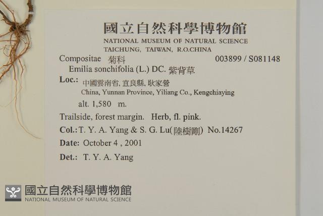 紫背草藏品圖，第2張