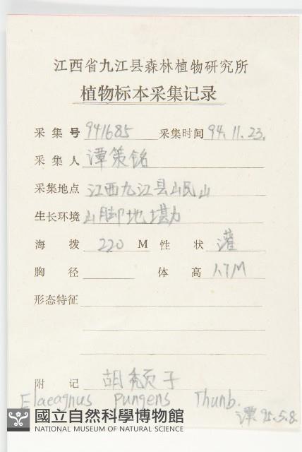 胡頹子藏品圖，第2張