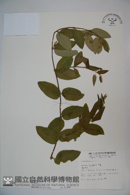 裡白忍冬、紅腺忍冬藏品圖，第1張