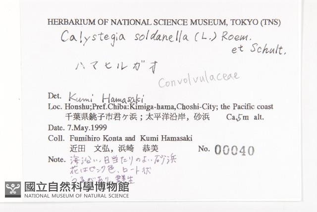 濱旋花藏品圖，第2張