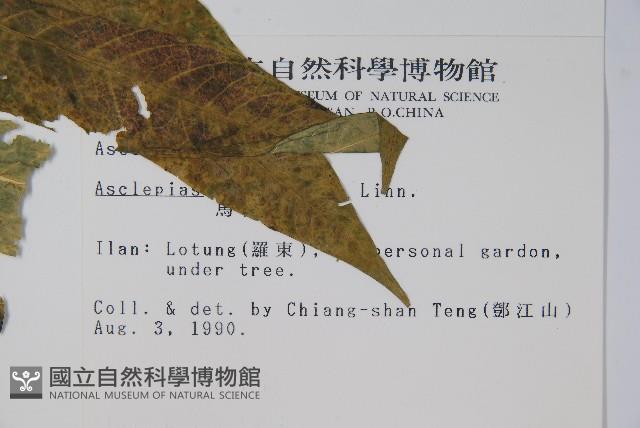 尖尾鳳、馬利筋藏品圖，第2張