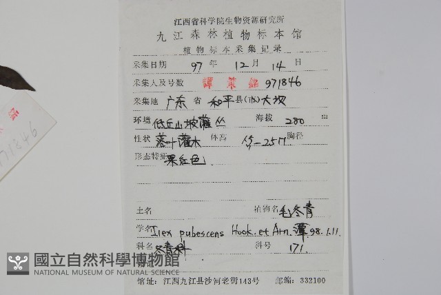 密毛假黃楊藏品圖，第2張