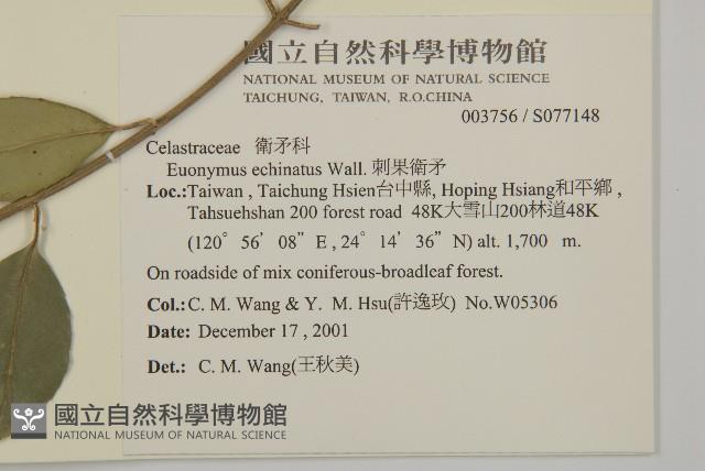 刺果衛矛藏品圖，第2張