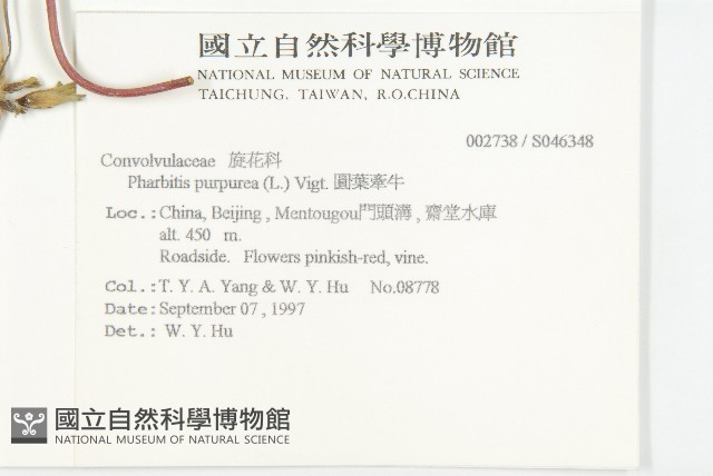 圓葉牽牛藏品圖，第2張