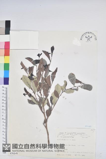 細葉饅頭果藏品圖，第1張