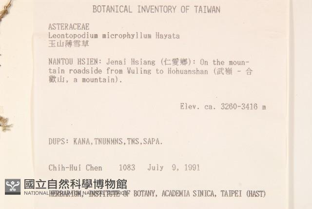 玉山薄雪草藏品圖，第2張