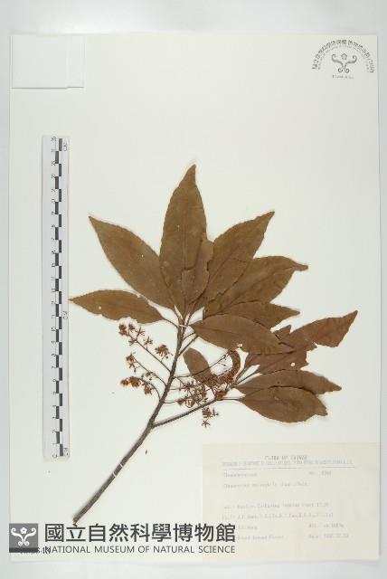 杜英、山杜英、蘭嶼杜英藏品圖，第1張