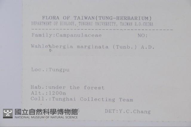 細葉蘭花參藏品圖，第2張