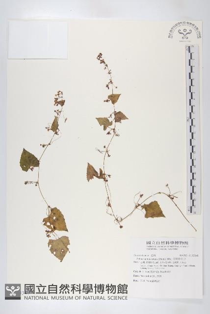 黑果馬交兒藏品圖，第1張