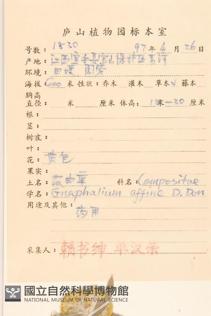 枇杷葉莢迷藏品圖，第2張