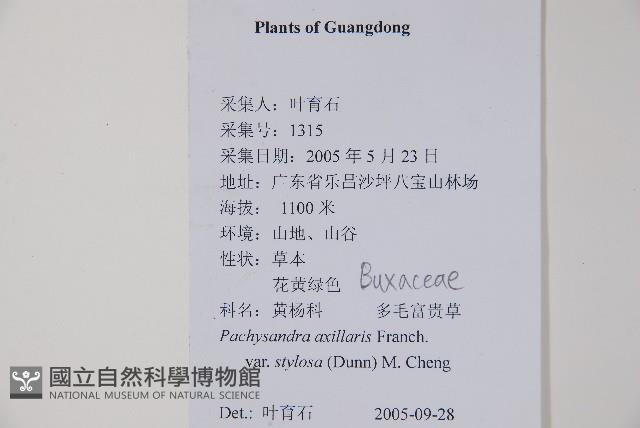 多毛板凳果藏品圖，第2張