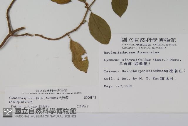 武靴藤藏品圖，第2張