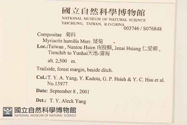 矮菊藏品圖，第2張